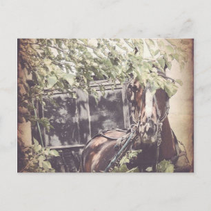 Amish Waiting Horse Briefkaart