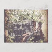 Amish Waiting Horse Briefkaart (Voorkant)