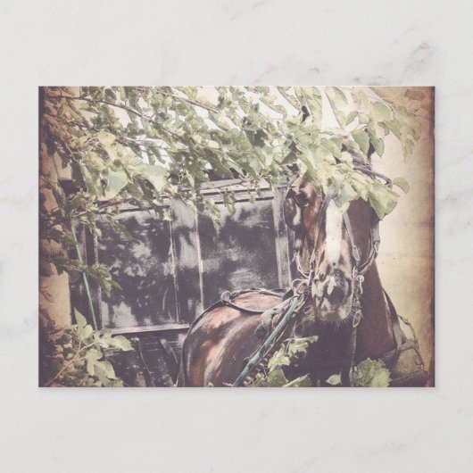 Amish Waiting Horse Briefkaart (Voorkant)
