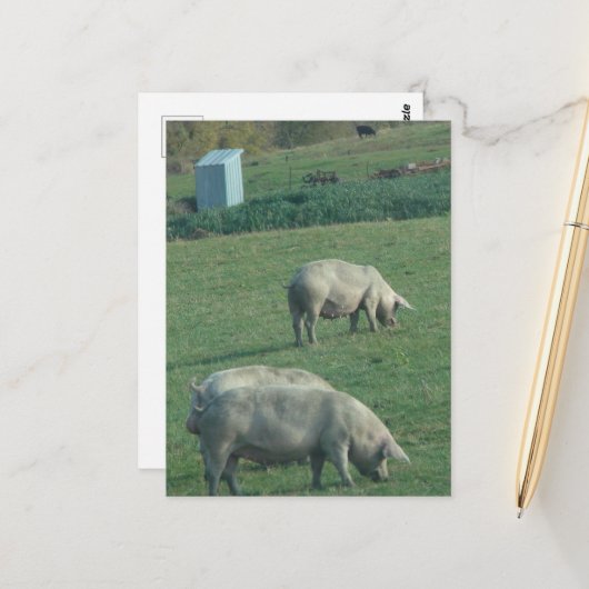 Amish Weide Varkens Briefkaart (Voorkant / Achterkant in situ)