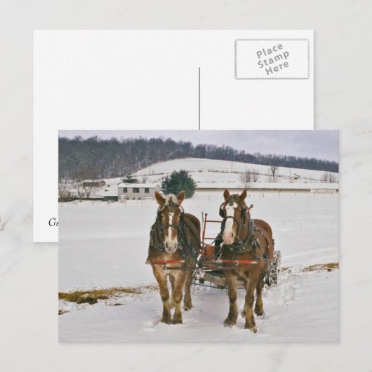 Amish Winter Draft Horses-Briefkaart Briefkaart (Voorkant / Achterkant)