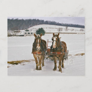 Amish Winter Draft Horses-Briefkaart Briefkaart