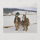 Amish Winter Draft Horses-Briefkaart Briefkaart (Voorkant)