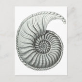 Ammoniet Briefkaart (Voorkant)