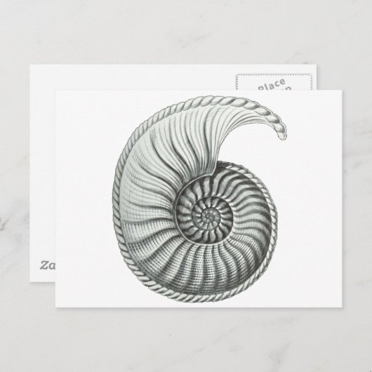 Ammoniet Briefkaart (Voorkant / Achterkant)