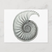 Ammoniet Briefkaart (Voorkant)