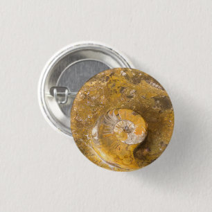 Ammoniet en Andere Fossielen in de Foto van de Ronde Button 3,2 Cm
