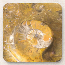 Ammoniet en Fossielen in Rock Natuur Fotografie