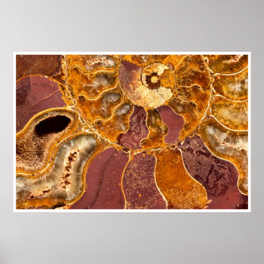 Ammoniet Fossiel Close-Up Print Oude Mariene Kunst (Voorkant)