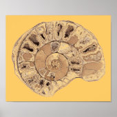 Ammoniet (Fossil) Poster (Voorkant)
