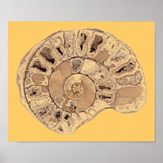 Ammoniet (Fossil) Poster (Voorkant)
