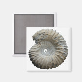 ammoniet magneet (Voorkant / Achterkant)