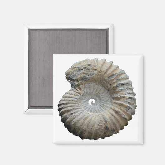 ammoniet magneet (Voorkant / Achterkant)