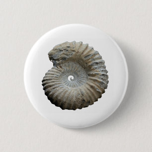 ammoniet ronde button 5,7 cm