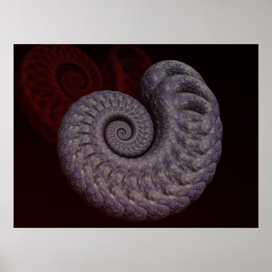Ammoniet Schelp Poster (Voorkant)