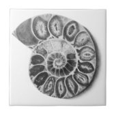 Ammoniet Tegeltje (Voorkant)