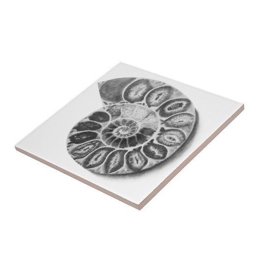 Ammoniet Tegeltje (Zijkant)