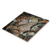 Ammonietbundel groot tegeltje (Zijkant)