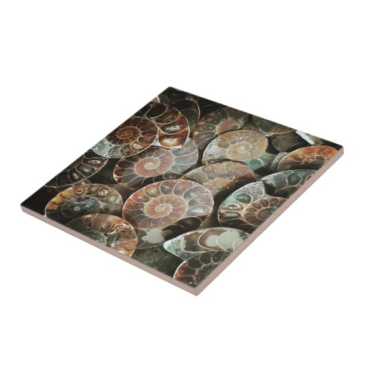 Ammonietbundel Tegeltje (Zijkant)