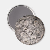 Ammonietmagneet Magneet (Voorkant / Achterkant)