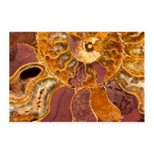 Ammonite Fossil Close-Up Print Ancient Marine Art