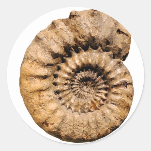 Ammonite Fossil Ronde Sticker (Voorkant)