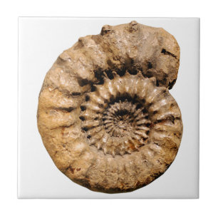 Ammonite Fossil Tegeltje