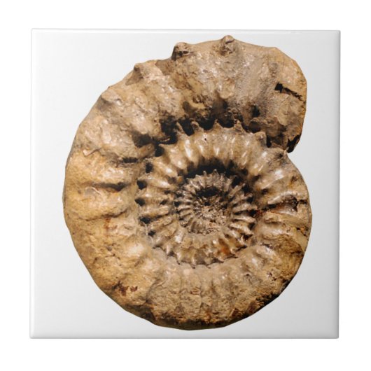 Ammonite Fossil Tegeltje (Voorkant)