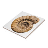 Ammonite Fossil Tegeltje (Zijkant)