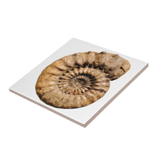 Ammonite Fossil Tegeltje (Zijkant)
