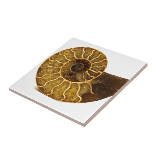 Ammonite Fossil Tegeltje (Zijkant)