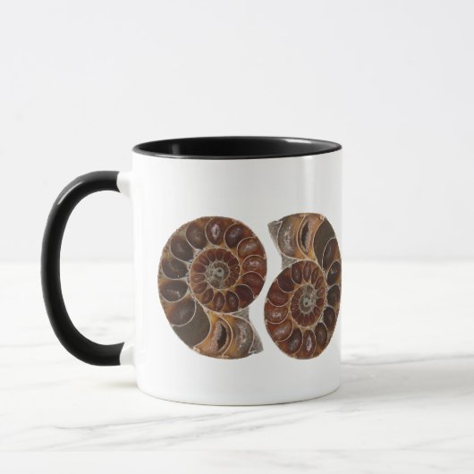 Ammonite Fossils Mok (Links)