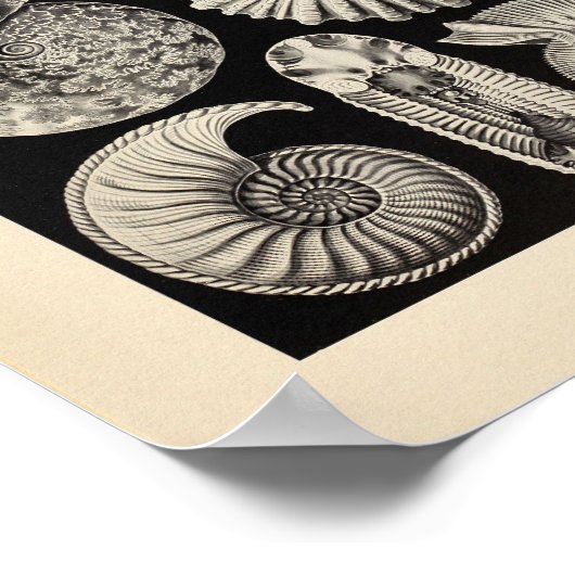  Ammonitida Colour Ernst Haeckel Art Print (Hoek)