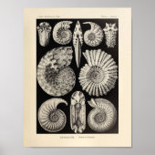  Ammonitida Colour Ernst Haeckel Art Print (Voorkant)