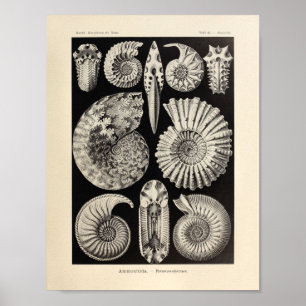 Ammonitida Colour Ernst Haeckel Art Print