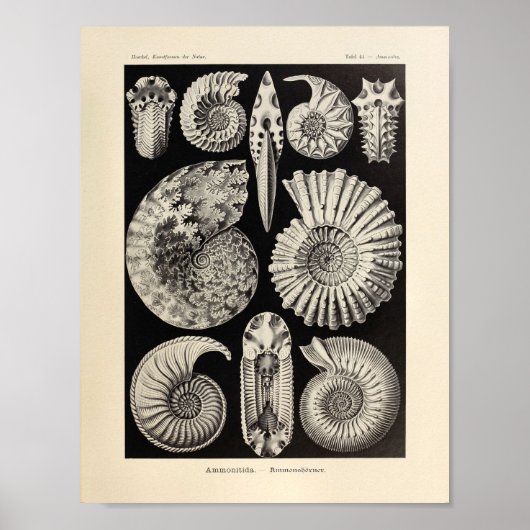 Ammonitida Colour Ernst Haeckel Art Print (Voorkant)