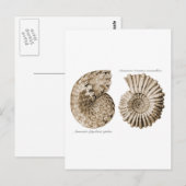 Ammonitoren Briefkaart (Voorkant / Achterkant)