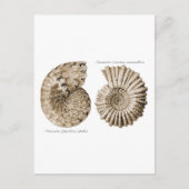 Ammonitoren Briefkaart (Voorkant)