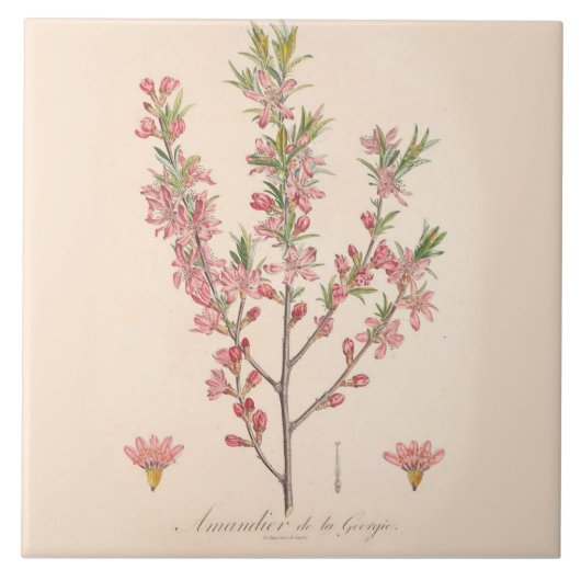 Ammoniumbloesems Gedrukte keramische tapijten keuk Tegeltje (Voorkant)