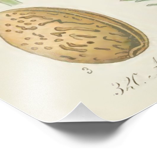 Ammoniumboom, Amygdalus communis Foto Afdruk (Hoek)