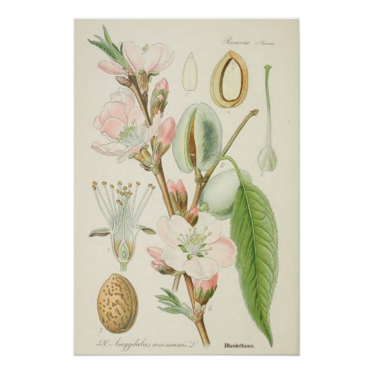 Ammoniumboom, Amygdalus communis Poster (Voorkant)