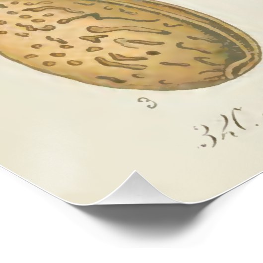 Ammoniumboom, Amygdalus communis Poster (Hoek)