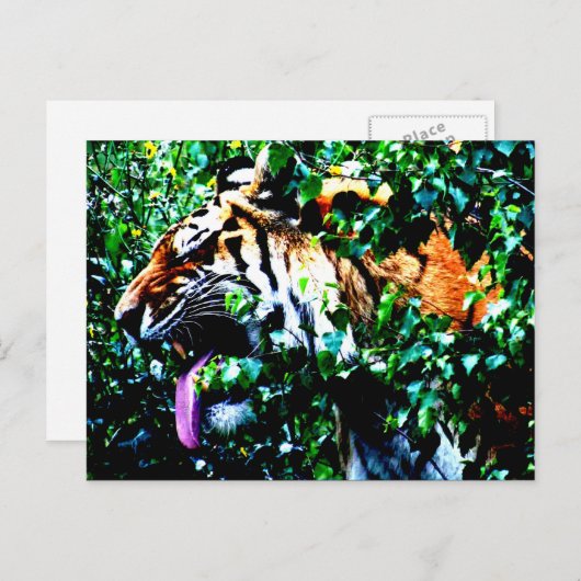 Amoer Tiger pc arc4 Briefkaart (Voorkant / Achterkant)