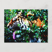 Amoer Tiger pc arc4 Briefkaart (Voorkant)