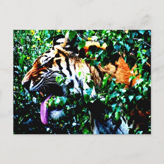 Amoer Tiger pc arc4 Briefkaart (Voorkant)