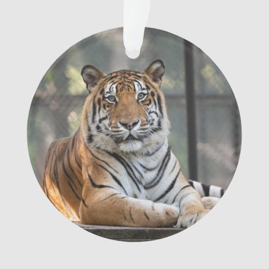 Amol - ornament (voorkant)