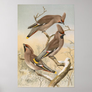 Ampelis garrulus door Johann Friedrich Naumann Poster