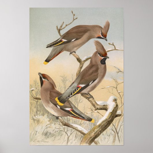 Ampelis garrulus door Johann Friedrich Naumann Poster (Voorkant)