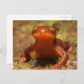 Amphibian Oregon Corvallis Reptile Briefkaart (Voorkant / Achterkant)