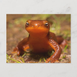 Amphibian Oregon Corvallis Reptile Briefkaart